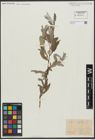 Foto von Salix alba L.